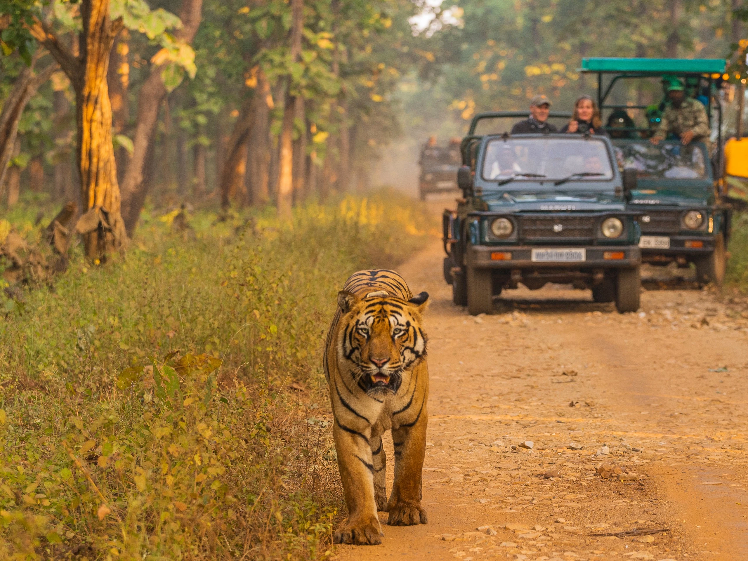 Ranthambore National Park Jeep Safari